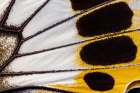 Butterfly wing close-up Art Print